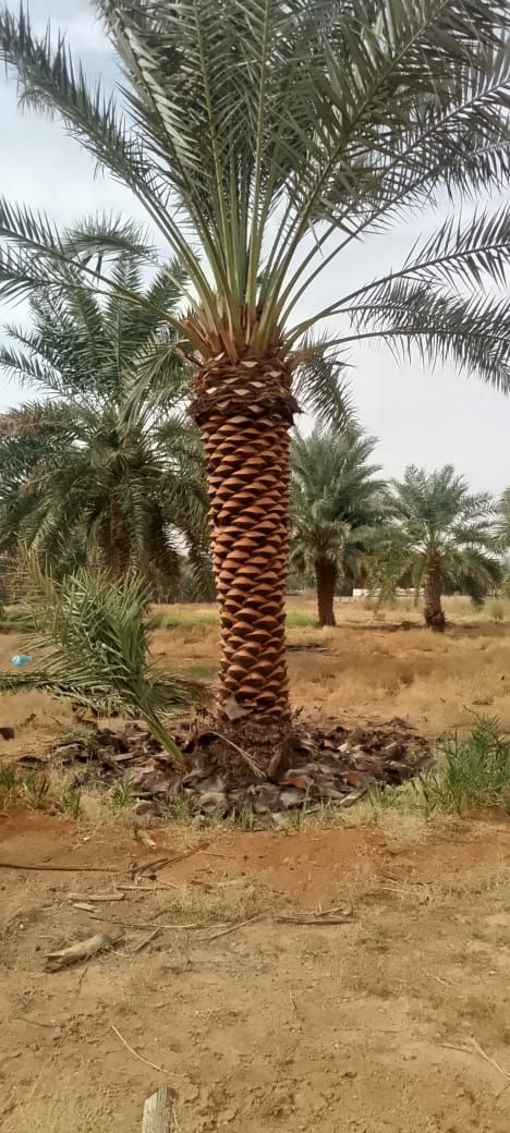 توريد وغرس جميع انواع النخيل الزينة والمثمرة يشمل