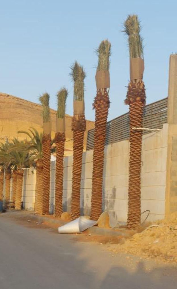 نخل للبيع عربي مثمر وزينه واشنطني ملوكي