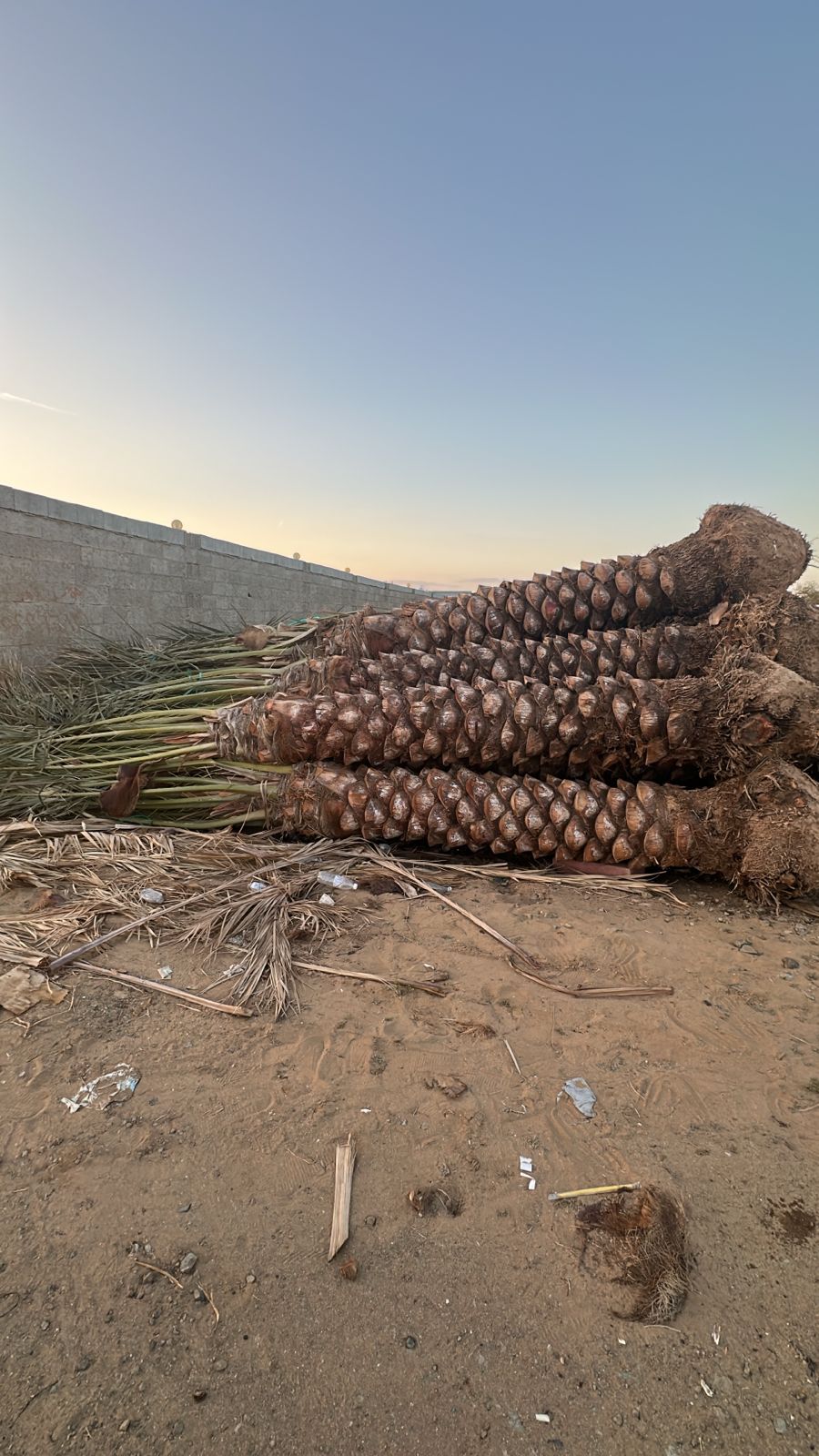 نخل للبيع بجميع انواعه ومقاساته