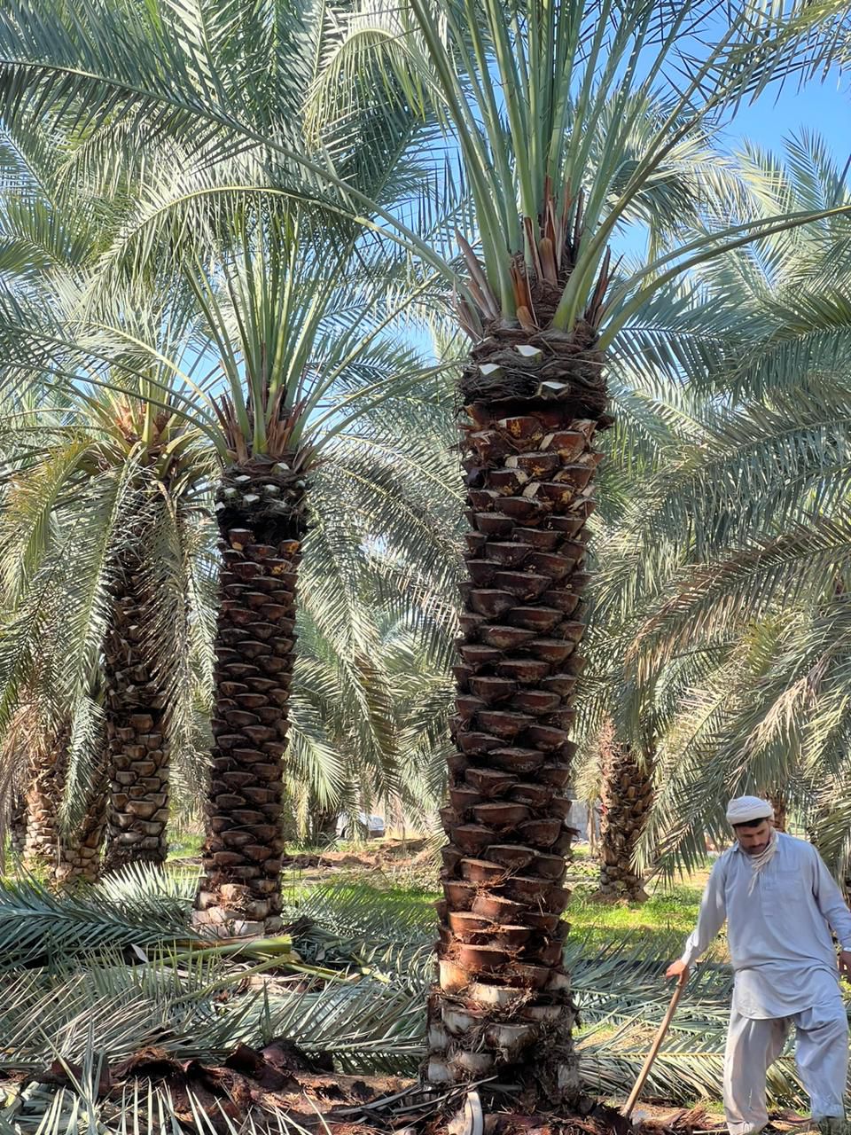 نخل للبيع عربي مثمر وزينه واشنطني امريكي