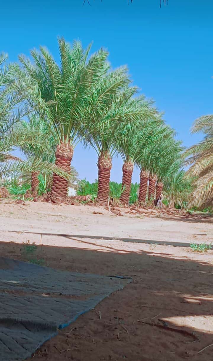 توريد وغرس جميع انواع النخيل الزينة والمثمرة يشمل