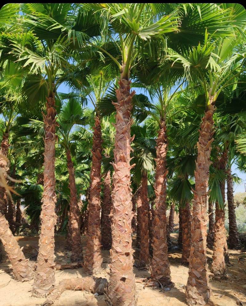 توريد وغرس جميع انواع النخيل الزينة والمثمرة يشمل