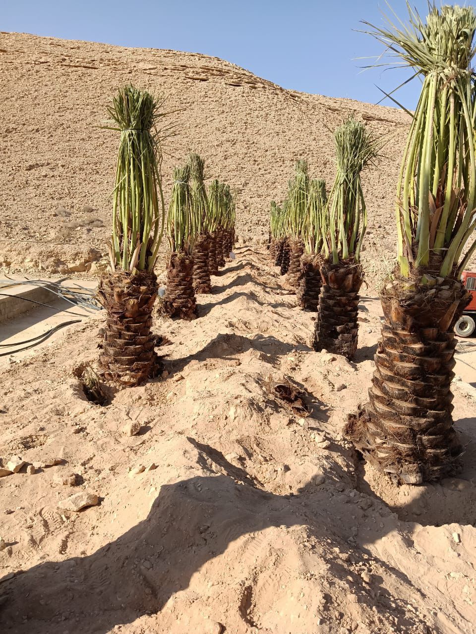 توريد وغرس جميع انواع النخيل الزينة والمثمرة يشمل