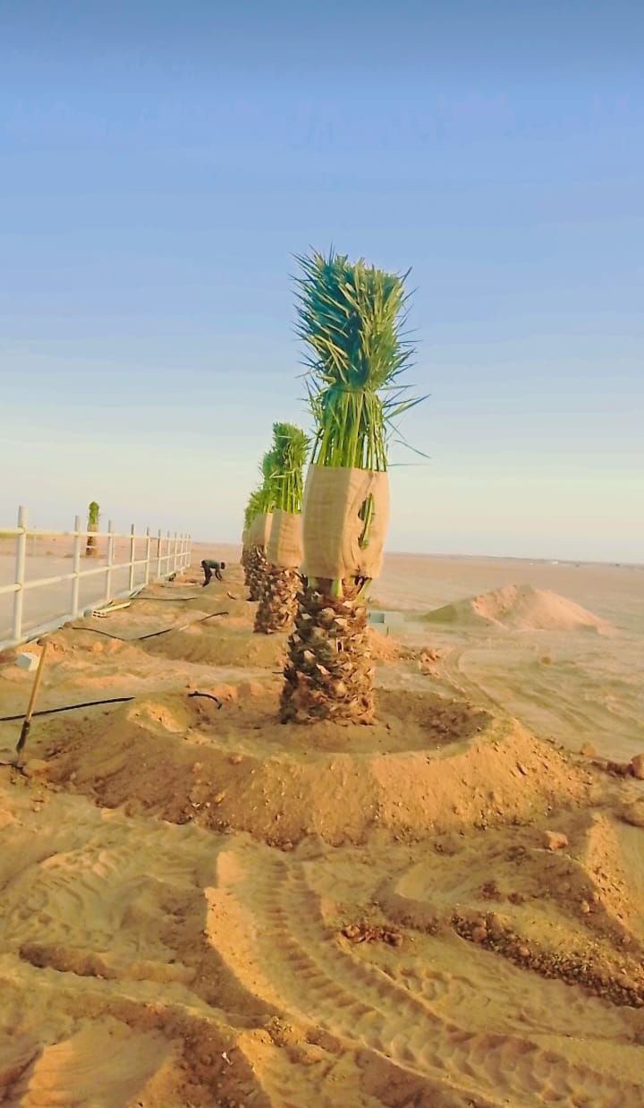 توريد وغرس جميع انواع النخيل وتوريد وتركيب الشبوك