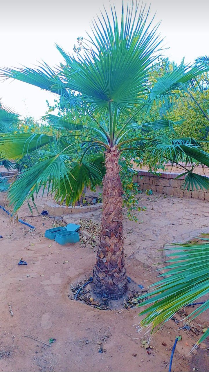 توريد وغرس جميع انواع النخيل وتوريد وتركيب الشبوك