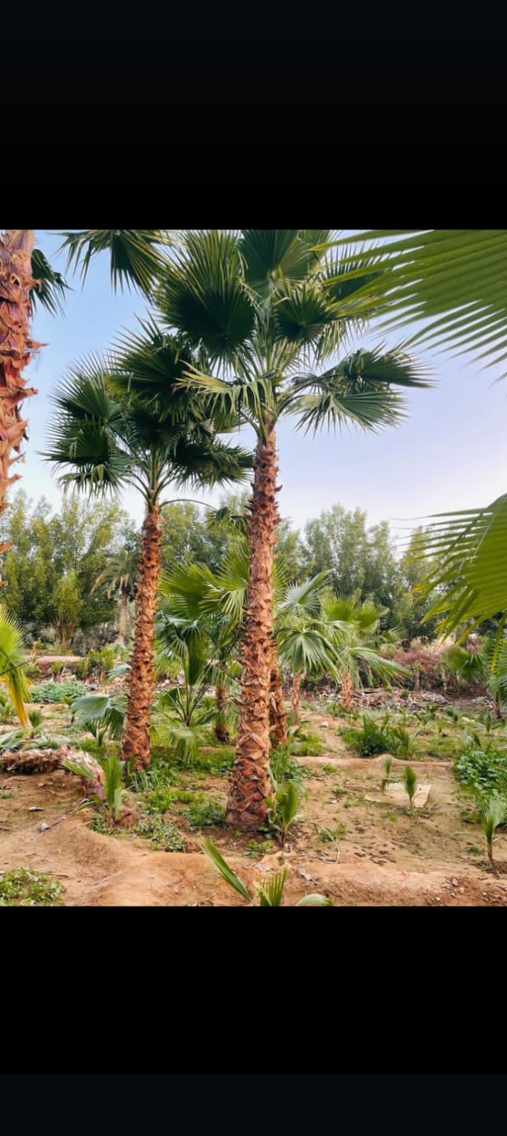 نخل للبيع عربي مثمر وزينه واشنطني امريكي