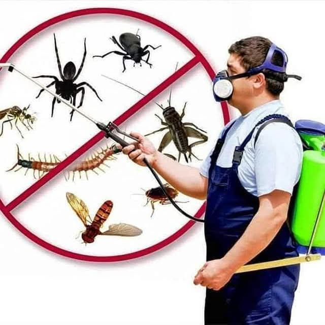 شركه مكافحة الحشرات بأفضل مبيدات الحشرات مكافحة ال