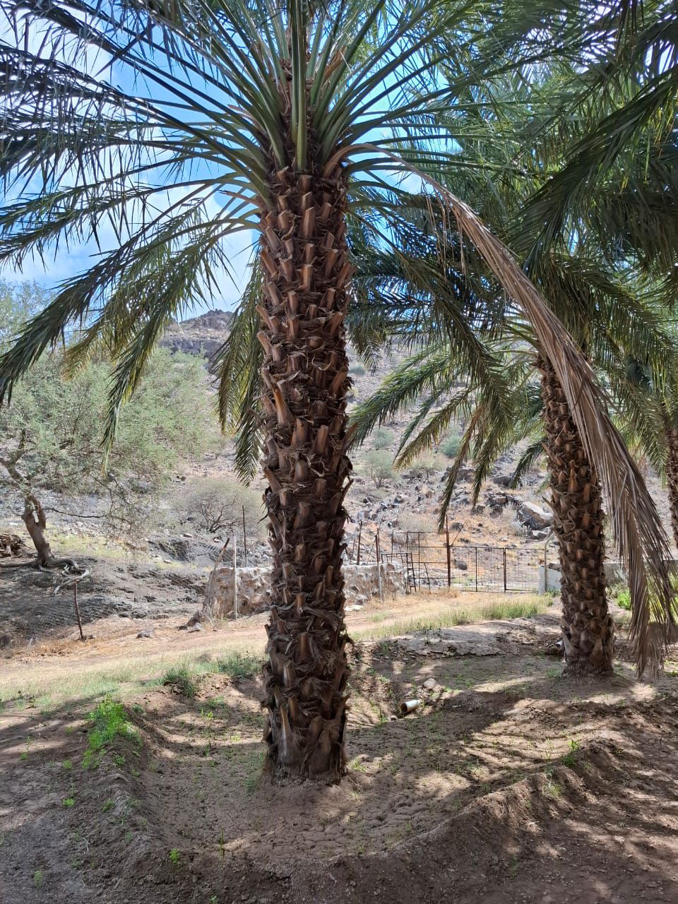 نخل للبيع بجميع انواعه ومقاساته