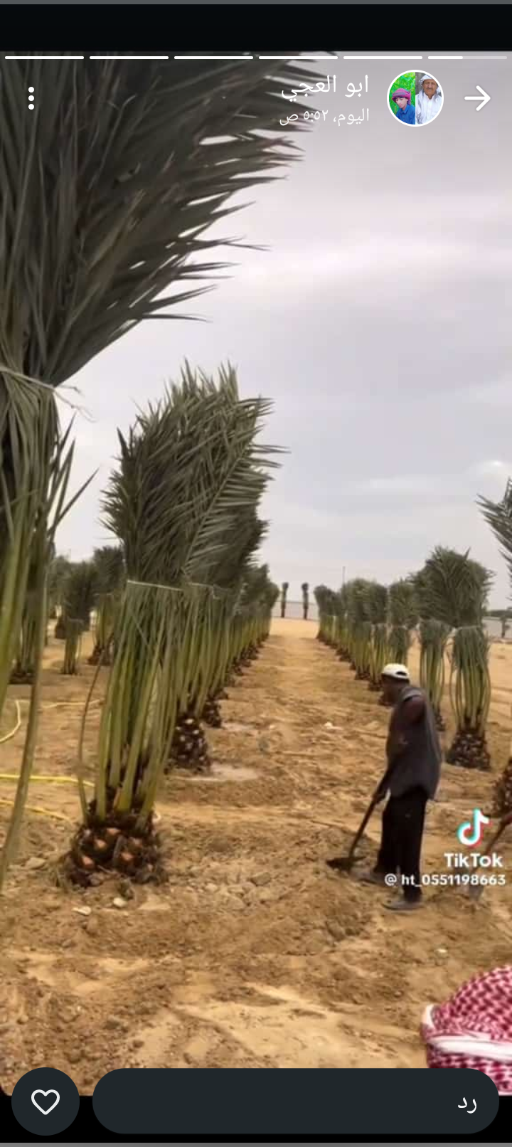 يو لدينا جميع انواع انخيل العربي لواشنطني مصداقية