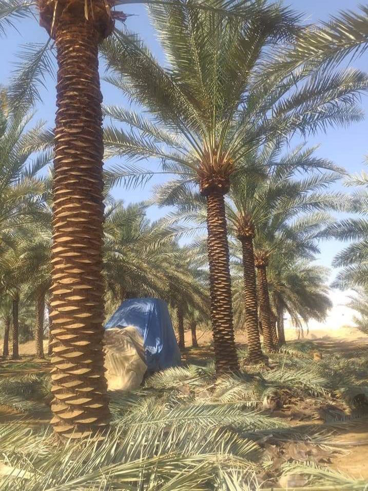 نخل للبيع عربي مثمر وزينه واشنطني ملوكي