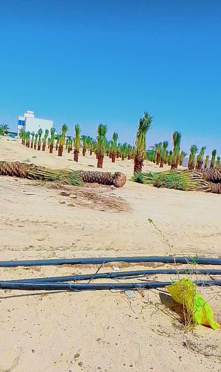 توريد وغرس جميع انواع النخيل الزينة والمثمرة يشمل