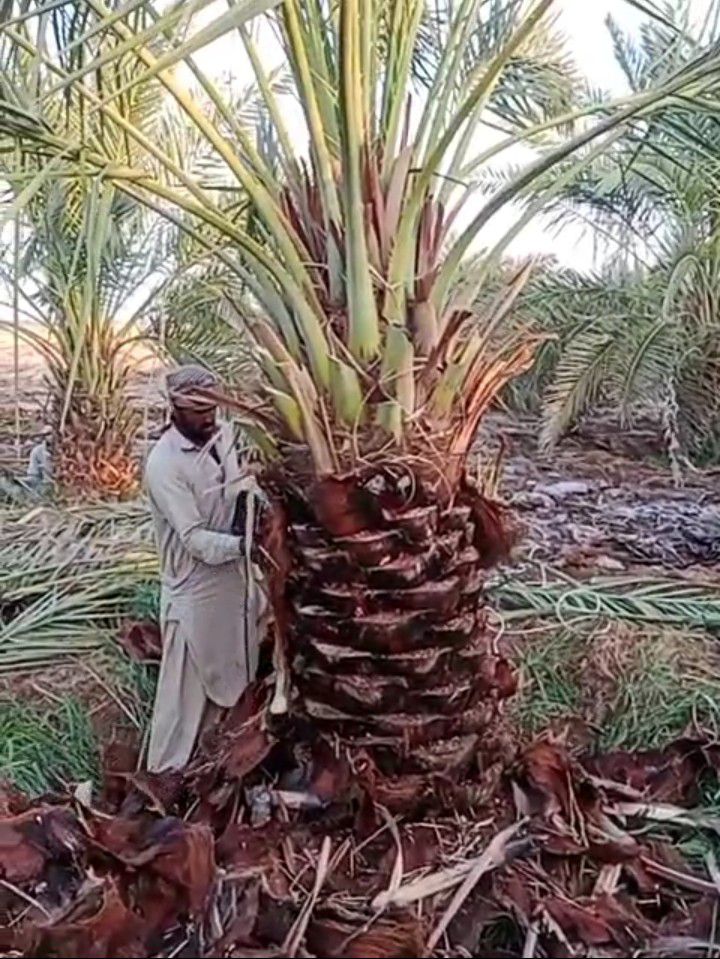 توريد وغرس جميع انواع النخيل الزينة والمثمرة يشمل