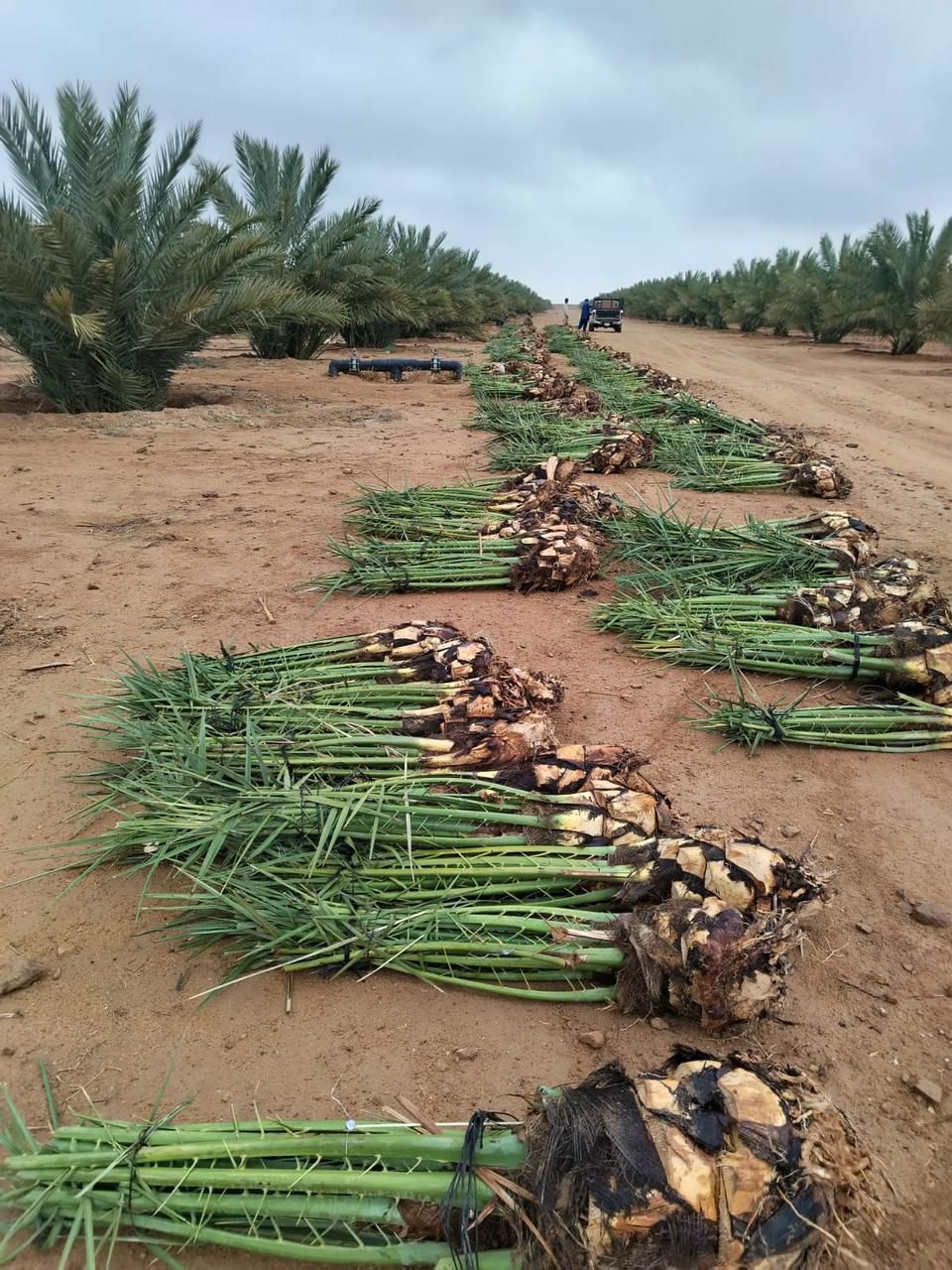 توريد وغرس جميع انواع النخيل وتوريد وتركيب الشبوك