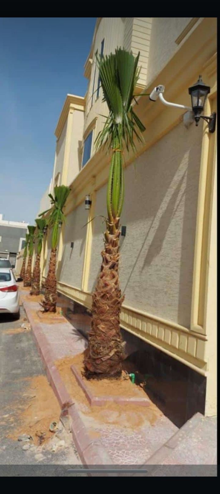 مقاول شبوك ونخيل واشجار والهناقر ولمضلات