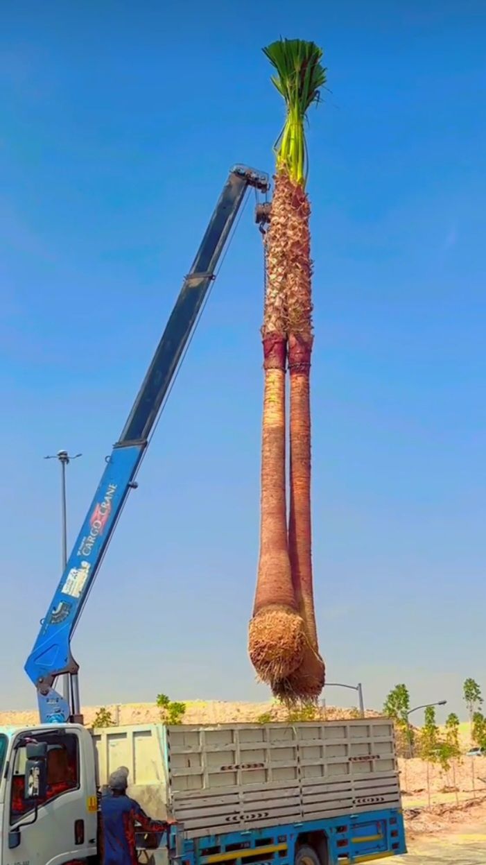 نخل للبيع عربي مثمر وزينه واشنطني ملوكي