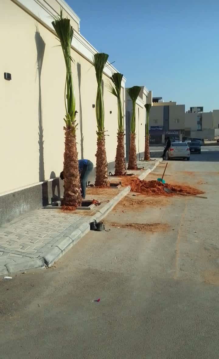 نخل للبيع عربي مثمر وزينه واشنطني امريكي