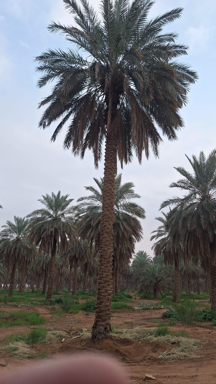 نخل للبيع عربي مثمر ونخل زينه واشنطني امريكي وملوك