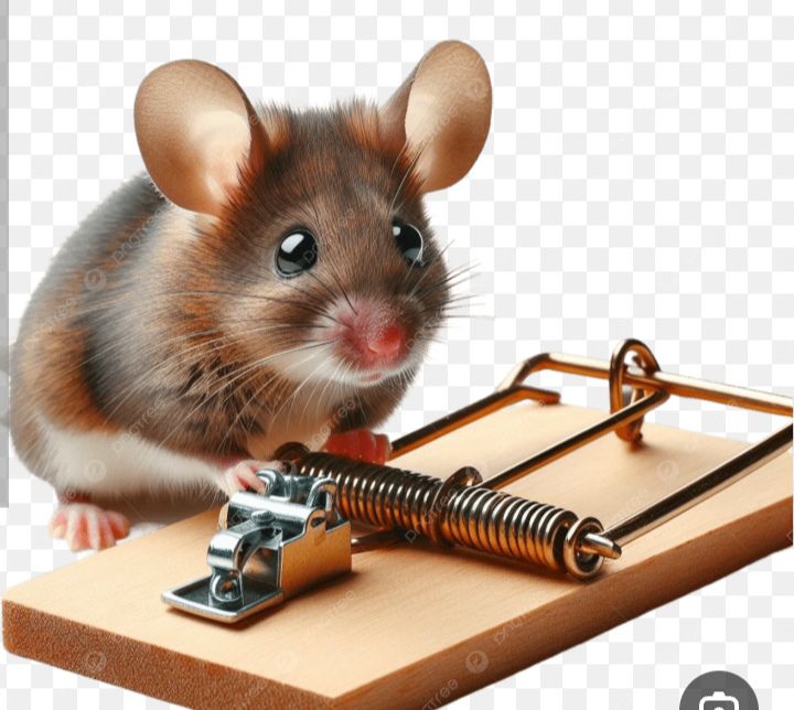 المركز الالماني لمكافحة الحشرات