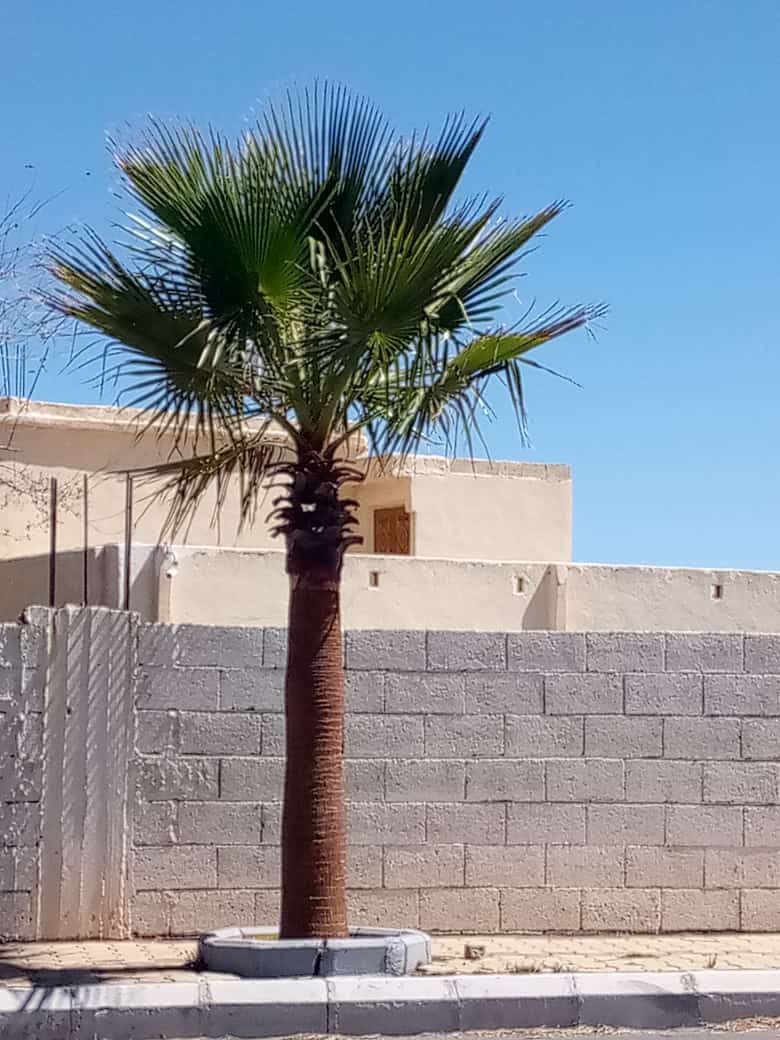 نخل للبيع عربي مثمر وزينه واشنطني امريكي