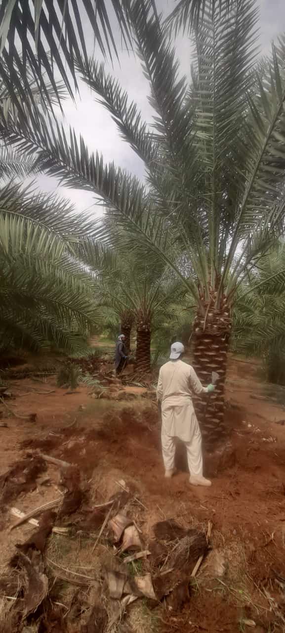 نخل للبيع عربي مثمر ونخل زينه واشنطني امريكي وملوك