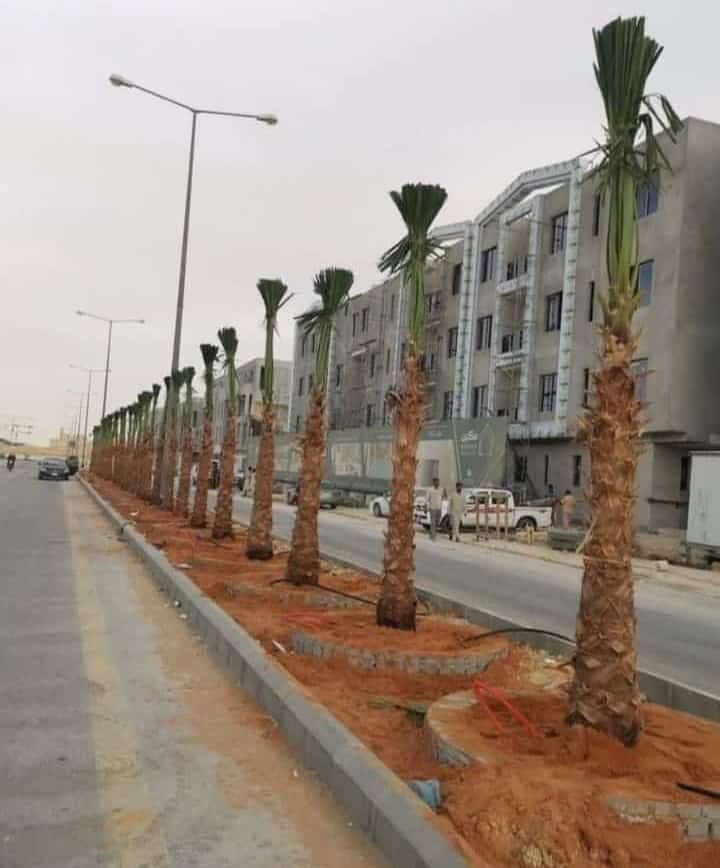 نخل للبيع عربي مثمر وزينه واشنطني امريكي