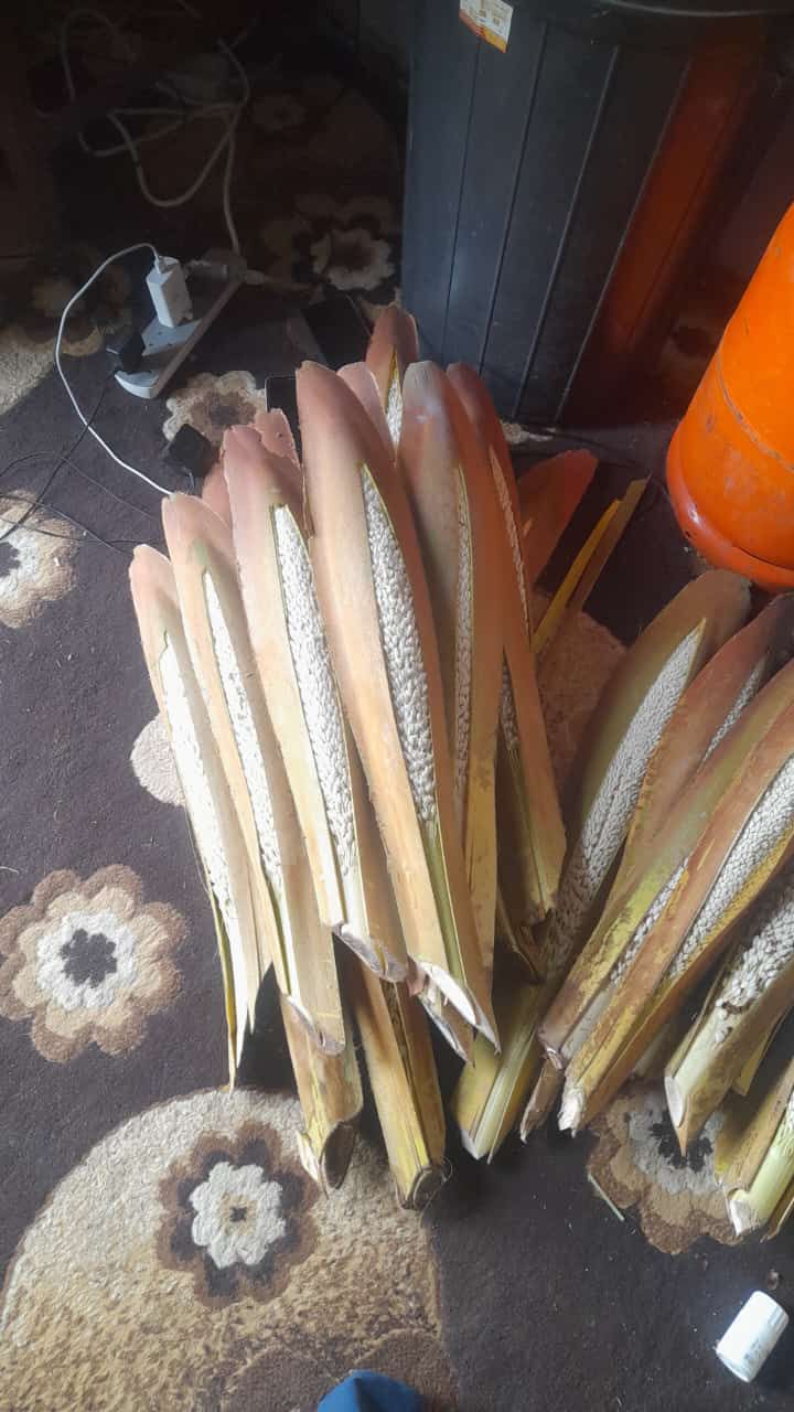 نخل للبيع عربي مثمر ونخل زينه واشنطني امريكي وملوك