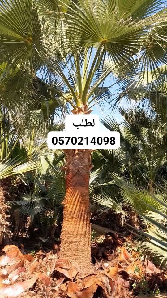 نخيل واشنطونيا مروحه زينه