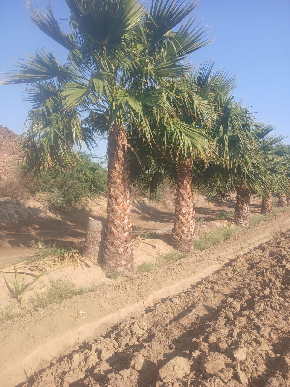 نخل للبيع عربي مثمر ونخل زينه واشنطني امريكي وملوك