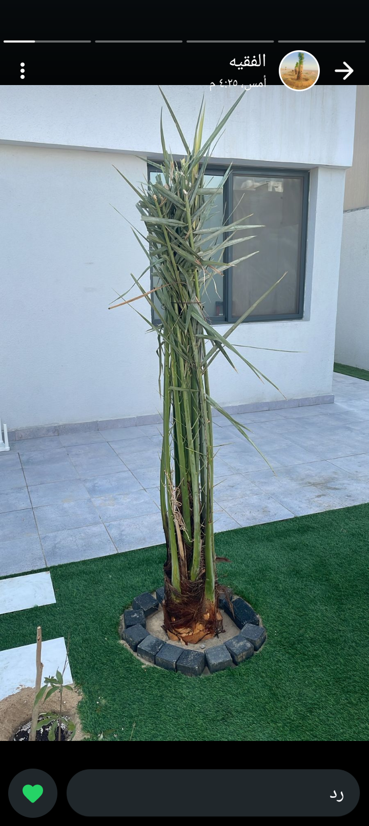 يو لدينا جميع انواع انخيل العربي لواشنطني مصداقية