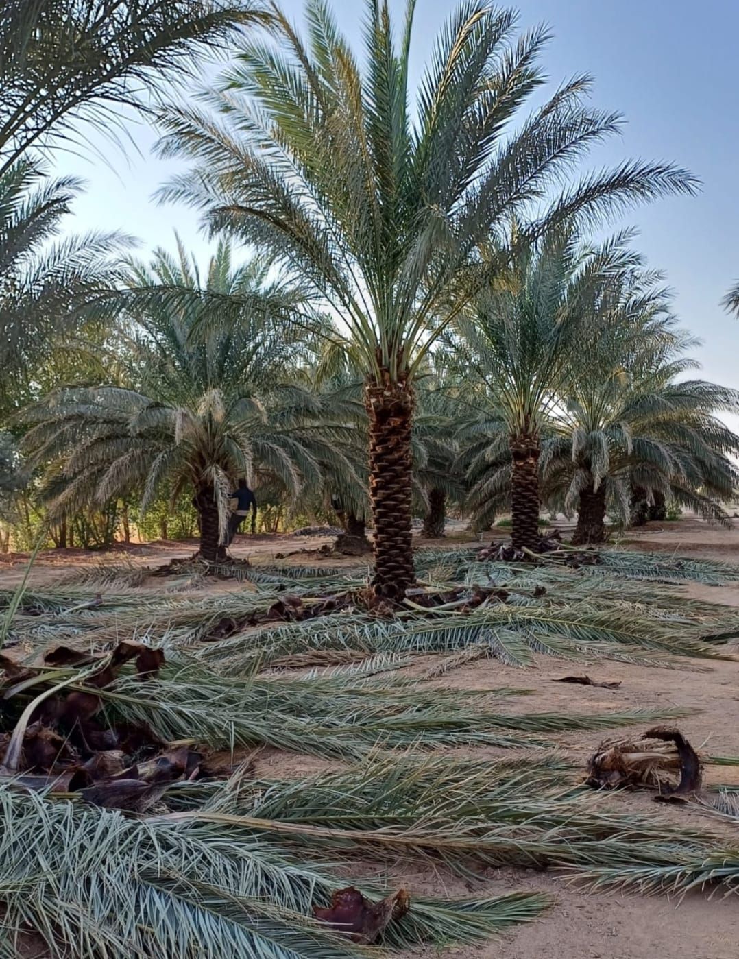 نخل للبيع بجميع انواعه ومقاساته