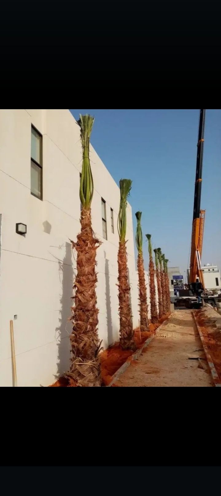 مقاول شبوك ونخيل واشجار زيتون