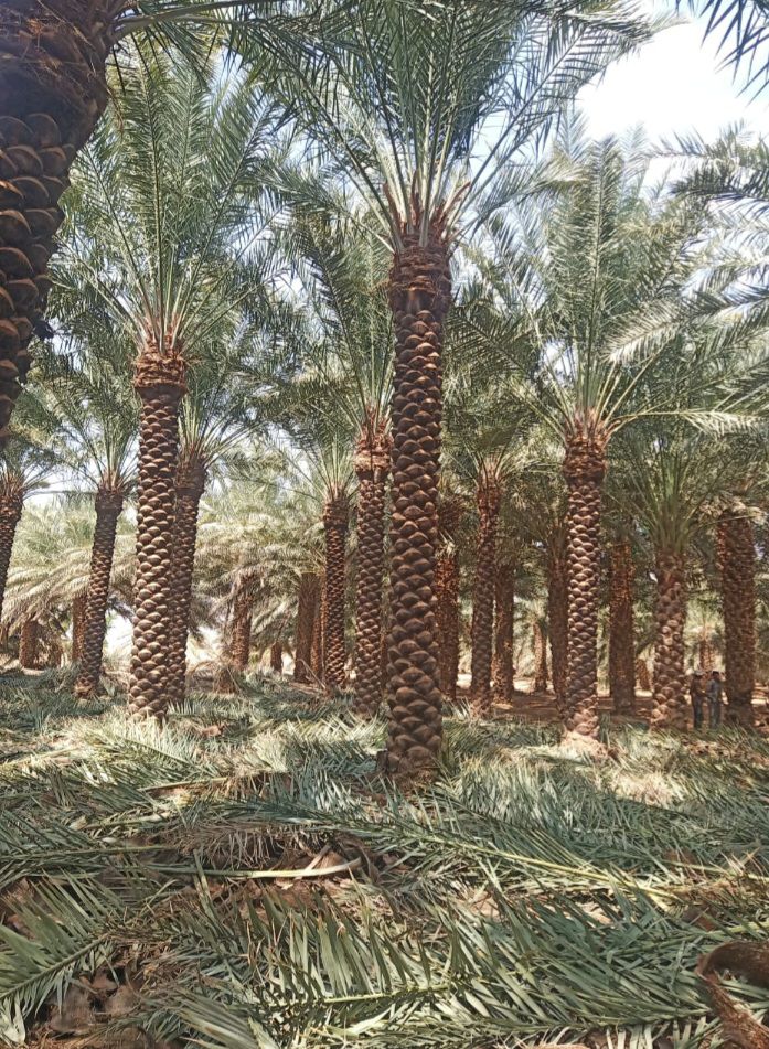 نخل للبيع عربي مثمر وزينه واشنطني ملوكي