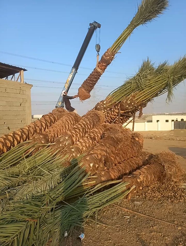 نخل للبيع عربي مثمر وزينه واشنطني ملوكي