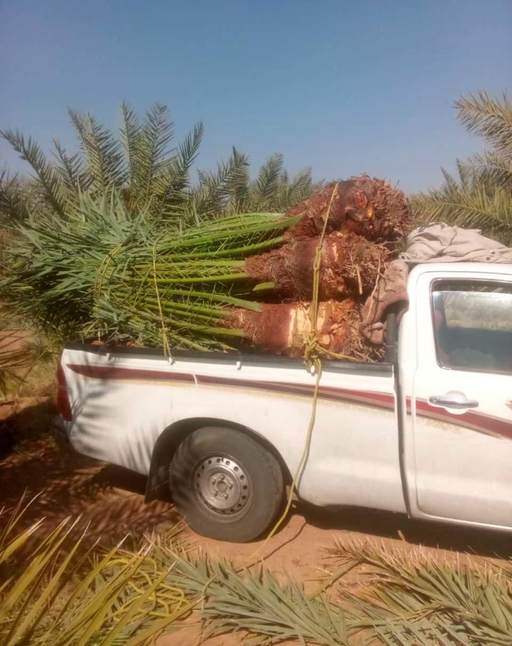 نخل للبيع عربي مثمر وزينه واشنطني امريكي