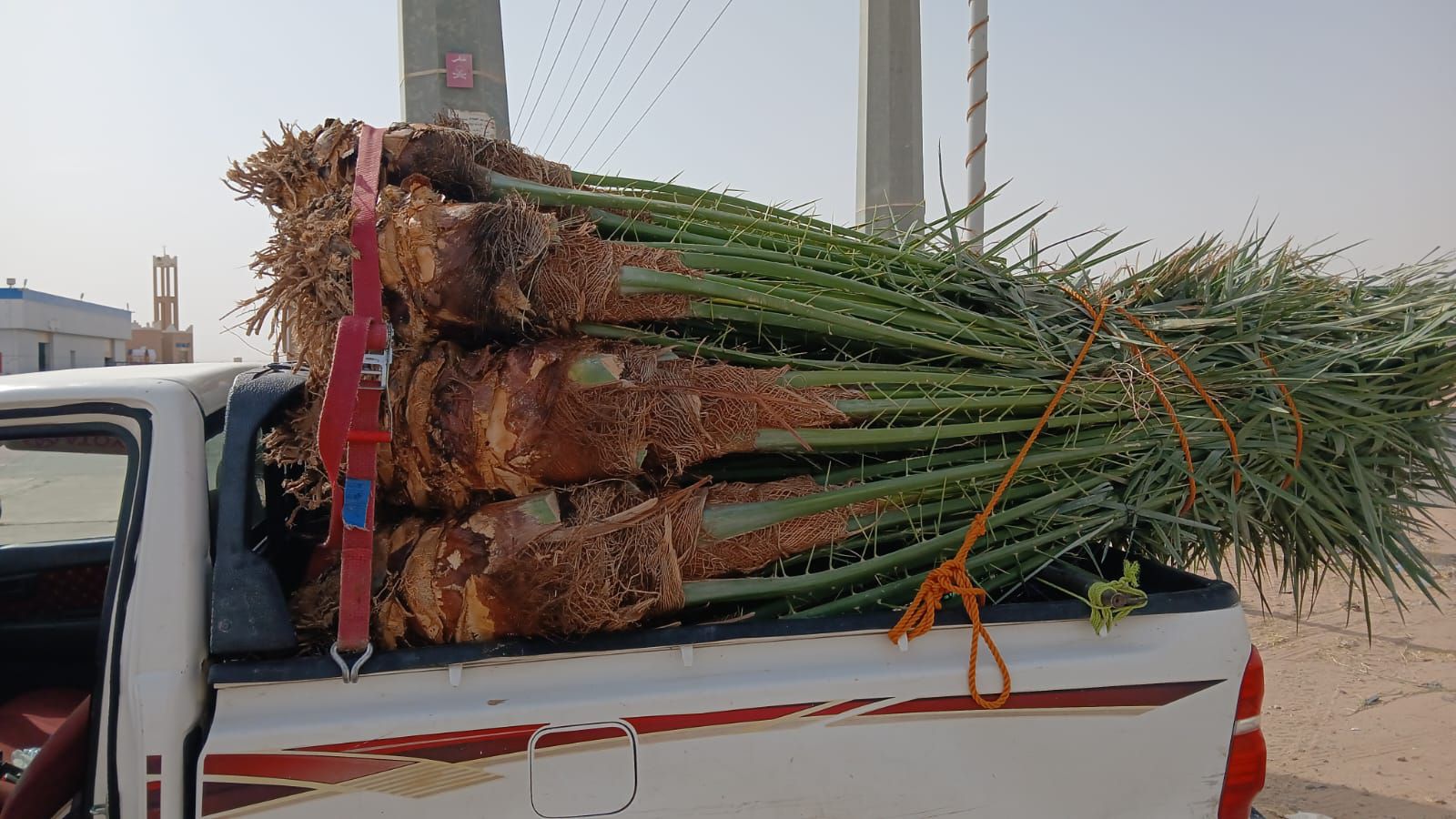 نخل للبيع بجميع انواعه ومقاساته