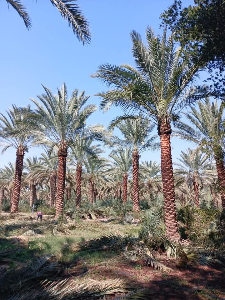 نخل للبيع عربي مثمر وزينه واشنطني امريكي