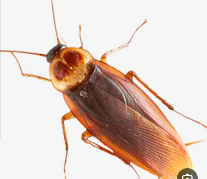 المركز الالماني لمكافحة الحشرات