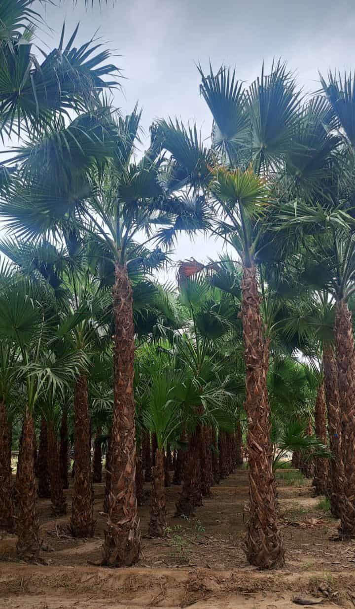 توريد وغرس جميع انواع النخيل وتوريد وتركيب الشبوك