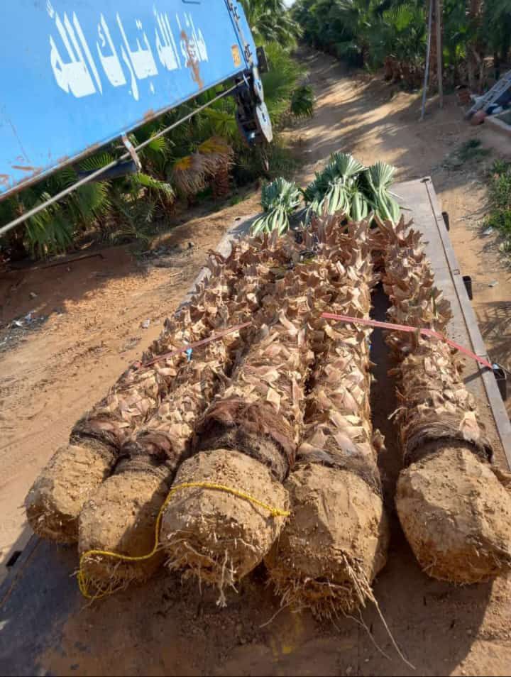 نخل للبيع عربي مثمر وزينه واشنطني امريكي