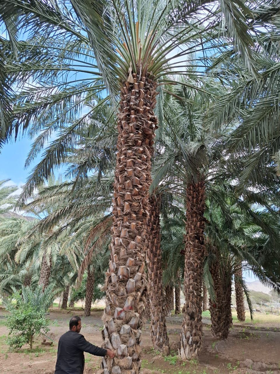 نخل للبيع بجميع انواعه ومقاساته