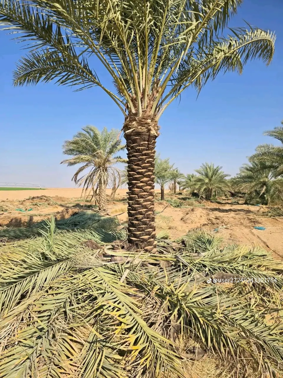 مقاول شبوك ونخيل واشجار زيتون