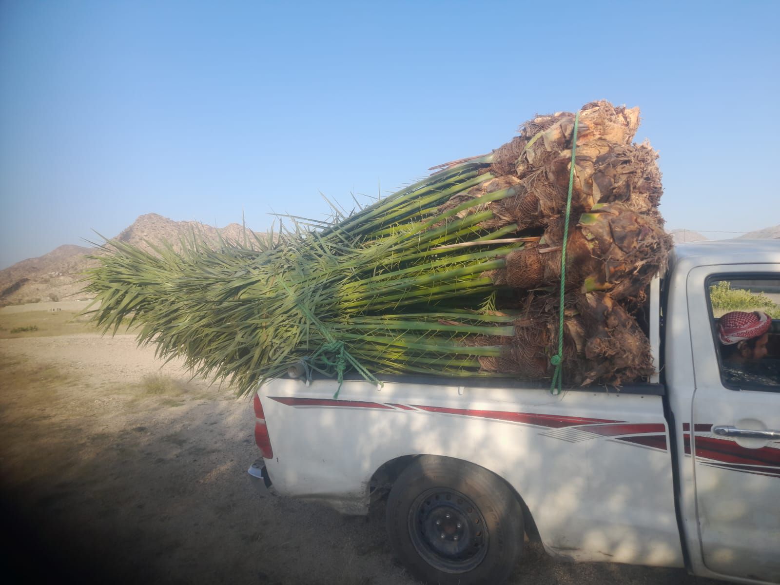 نخل للبيع بجميع انواعه ومقاساته