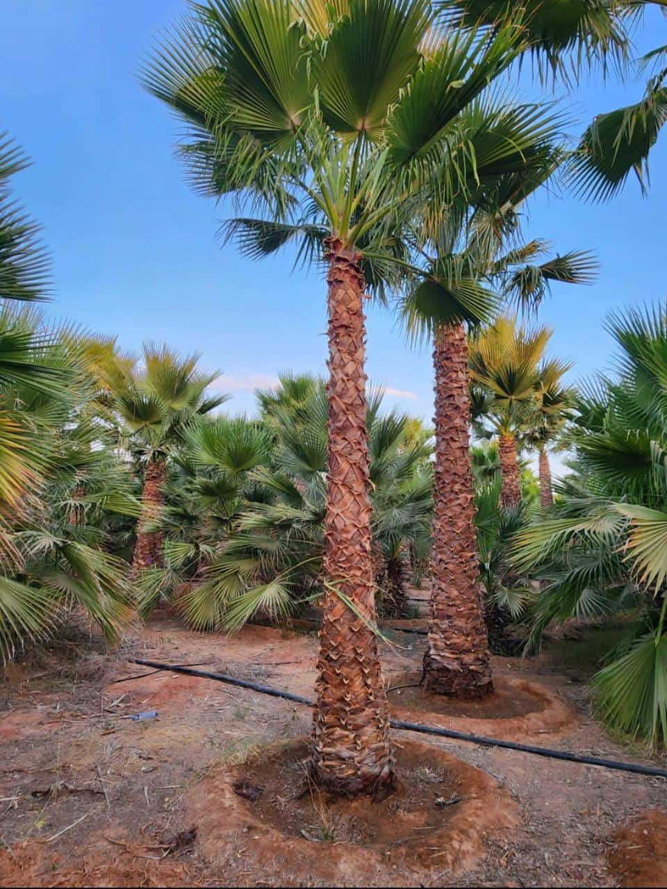 نخل للبيع عربي مثمر وزينه واشنطني امريكي