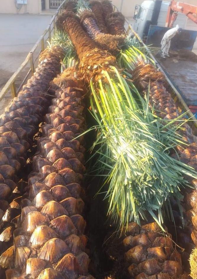 نخل للبيع عربي مثمر وزينه واشنطني ملوكي