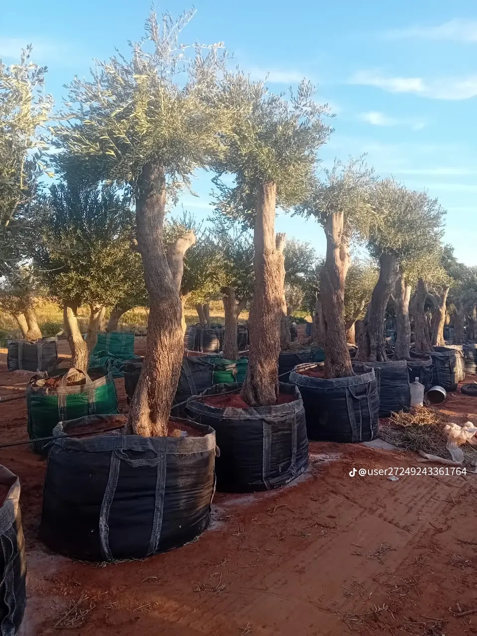 مقاول شبوك ونخيل واشجار زيتون