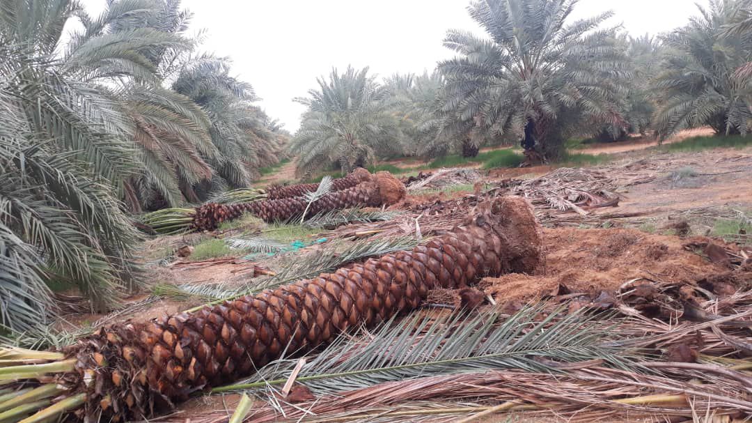 نخل للبيع عربي مثمر ونخل زينه واشنطني امريكي وملوك