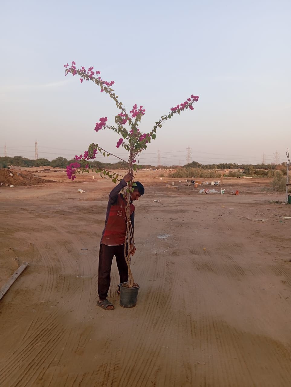 نخل للبيع عربي مثمر ونخل زينه واشنطني امريكي وملوك