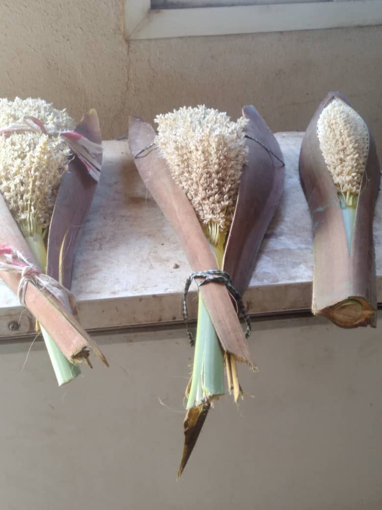 نخل للبيع عربي مثمر ونخل زينه واشنطني امريكي وملوك