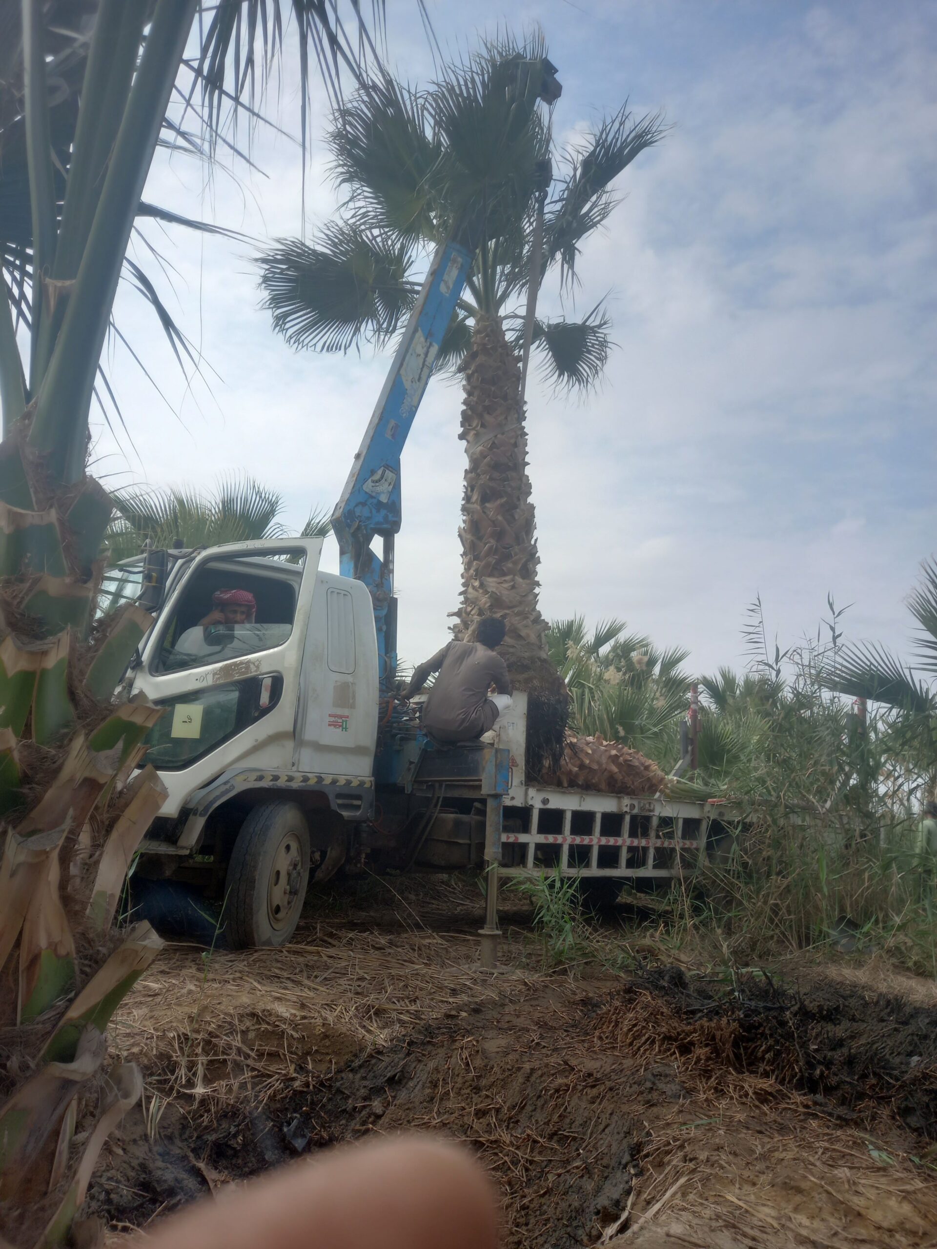 نخل للبيع بجميع انواعه ومقاساته