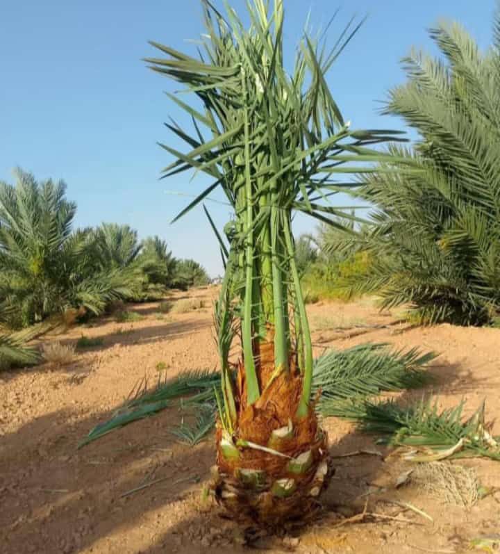 توريد وغرس جميع انواع النخيل الزينة والمثمرة يشمل